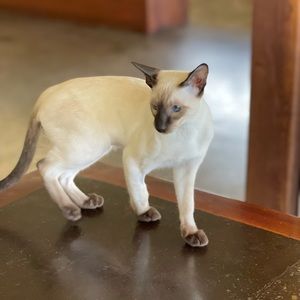 Meet your Posher, Naomi